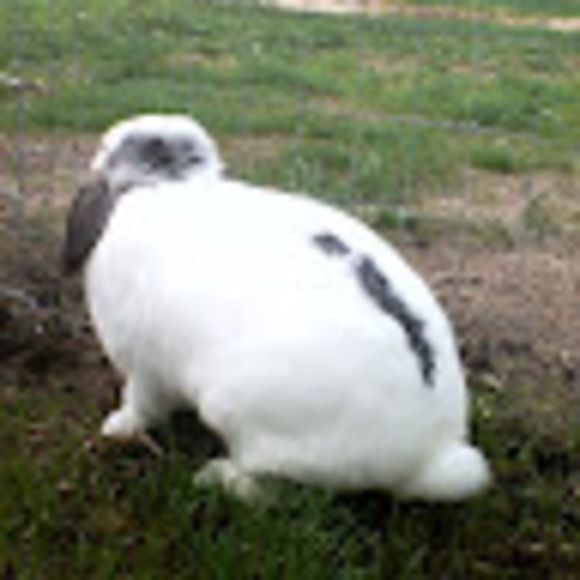 cocoabubles